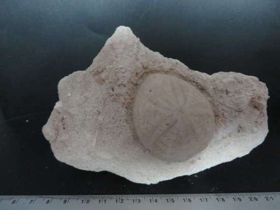 Eupatagus Antillarum