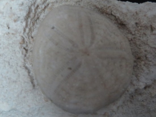 Eupatagus Antillarum