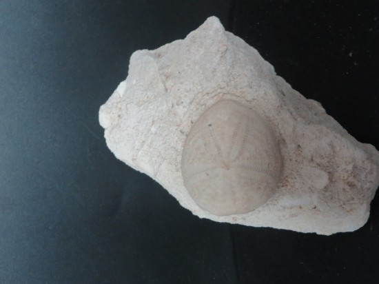 Eupatagus Antillarum