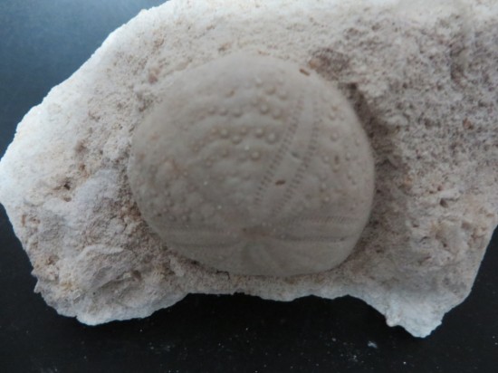 Eupatagus Antillarum