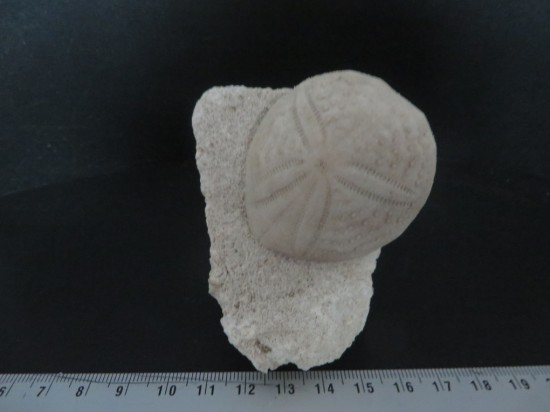 Eupatagus Antillarum