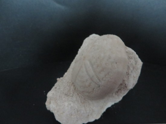 Eupatagus Antillarum