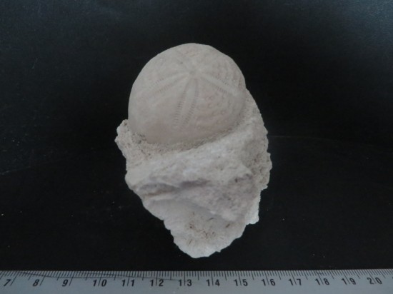 Eupatagus Antillarum