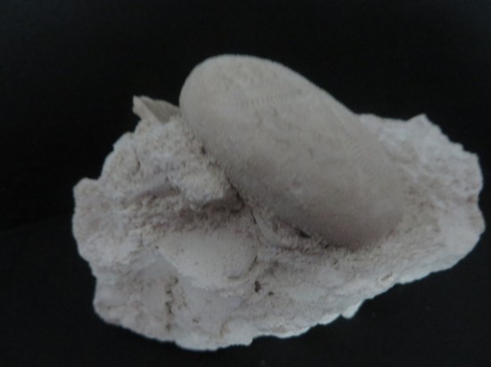 Eupatagus Antillarum