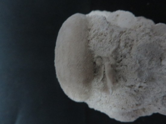 Eupatagus Antillarum