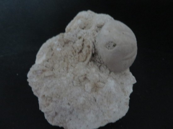 Eupatagus Antillarum