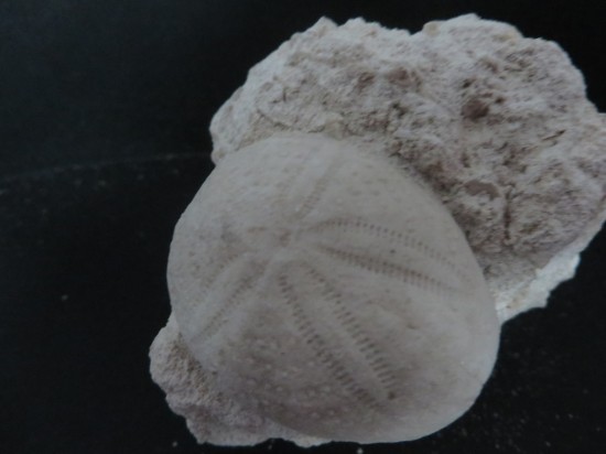 Eupatagus Antillarum