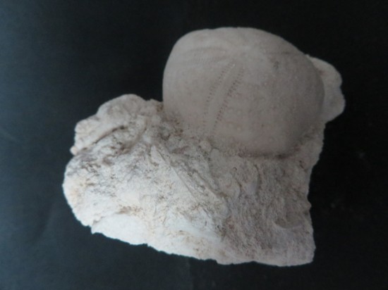 Eupatagus Antillarum