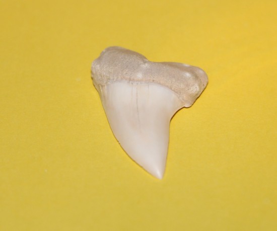 Img7157   kopie 2   kopie