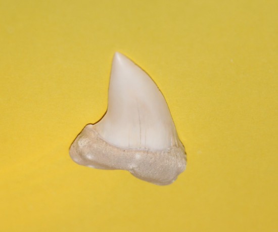 Img7157   kopie 3   kopie