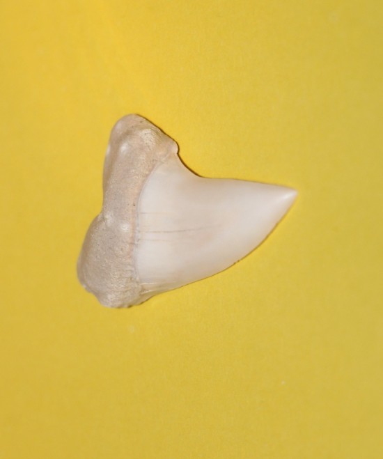 Img7157   kopie 4   kopie