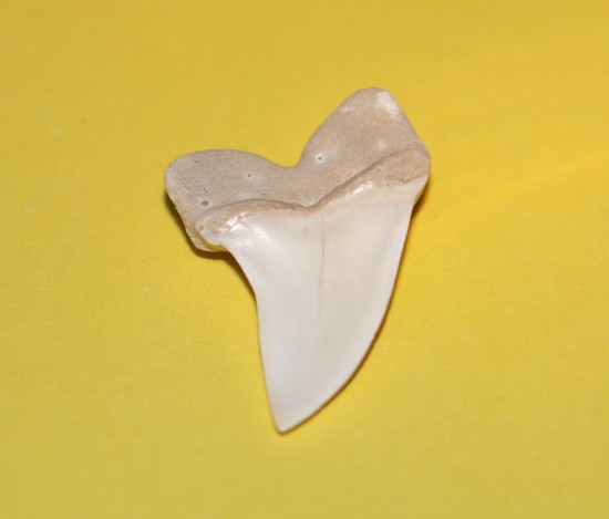 Img7158   kopie 2   kopie