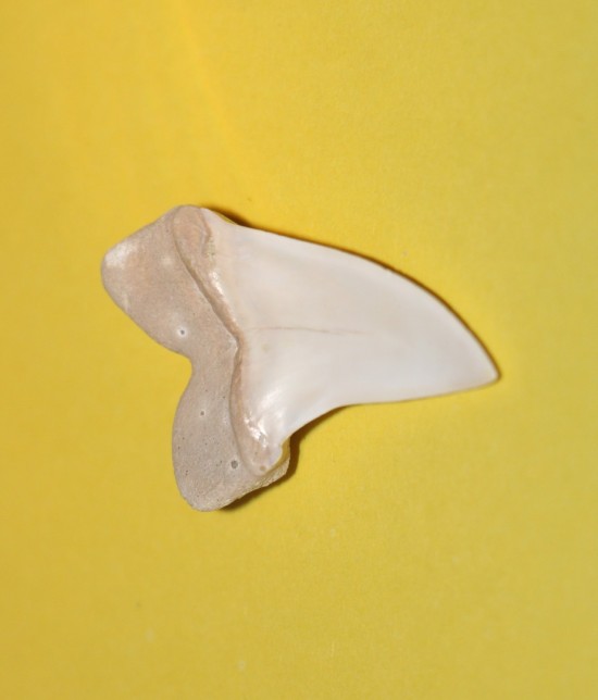 Img7158   kopie 4   kopie