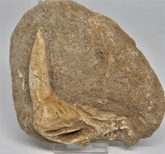 Img7184   kopie   kopie