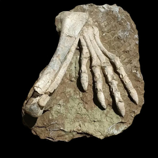 J