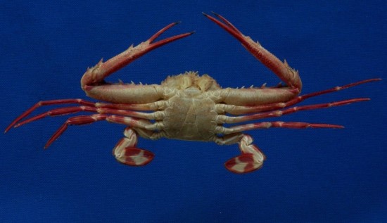 Lupocyclus rotundatus