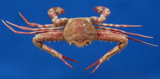 Lupocyclus rotundatus