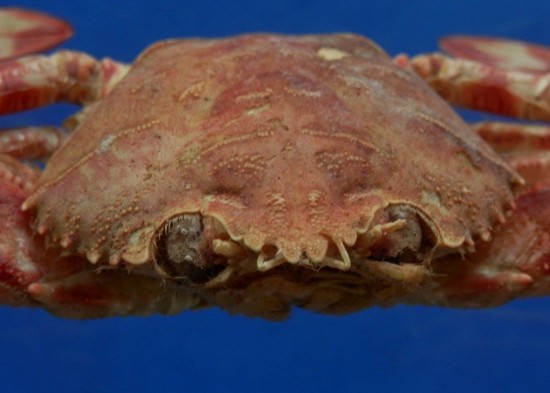 Lupocyclus rotundatus