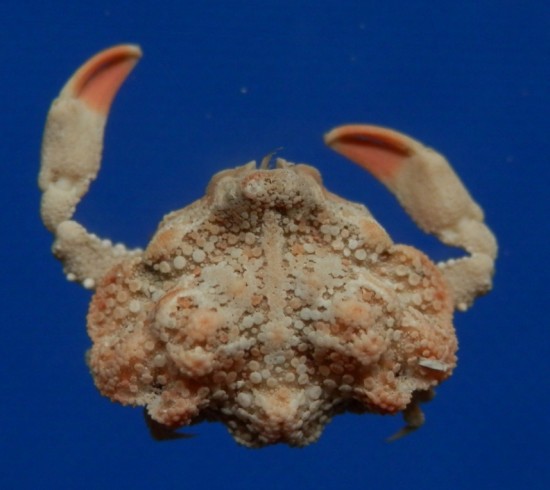 Alox ornatum Crustacea