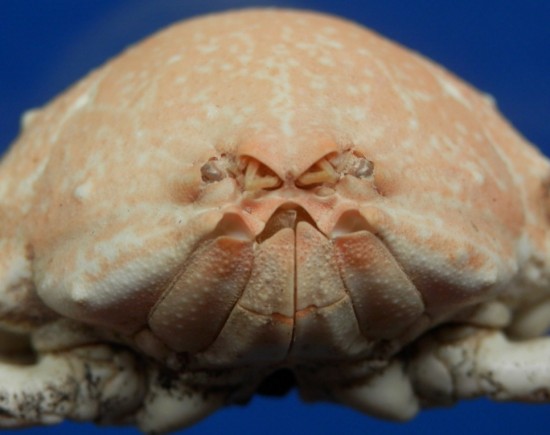 Arcania septemspinosa MALE