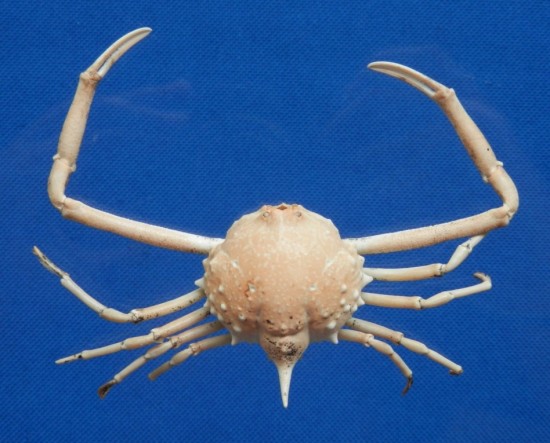 Arcania septemspinosa MALE