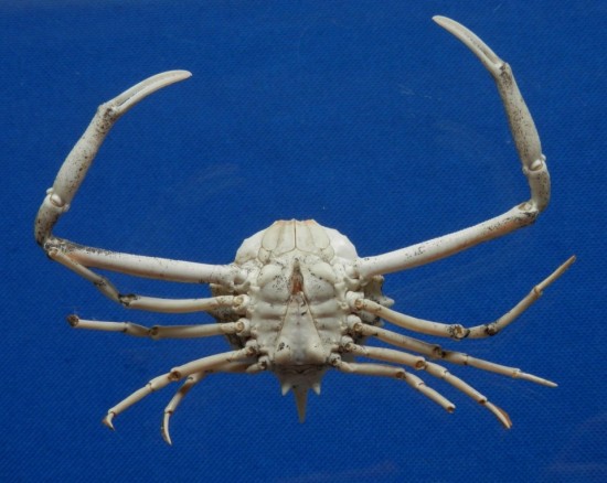 Arcania septemspinosa MALE