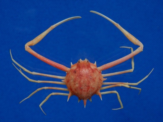 Arcania undecimspinosa