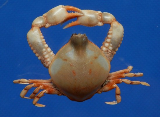 Leucosia rhomboidalis