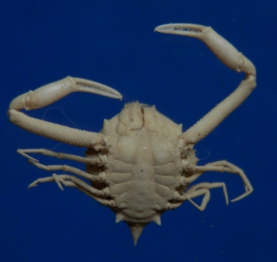 Myra fugax Crustacea