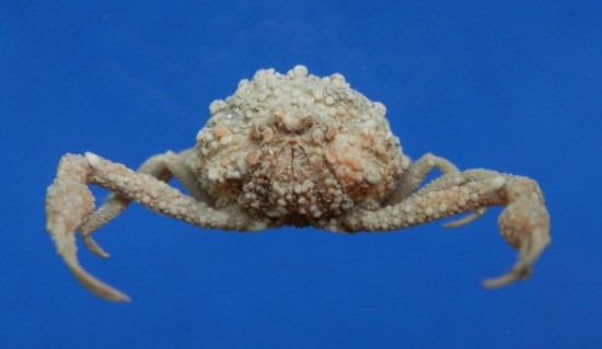 Pariphiculus agariciferus