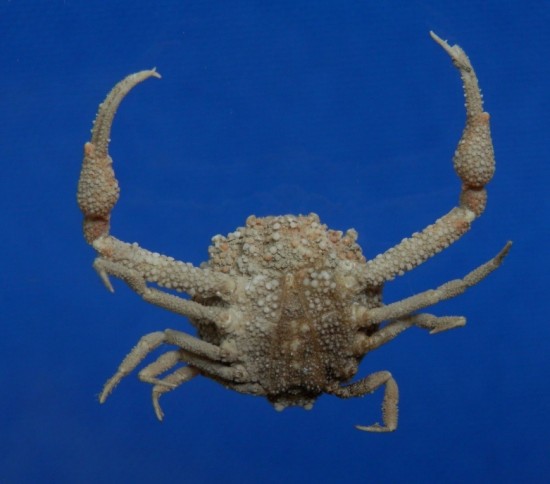 Pariphiculus agariciferus