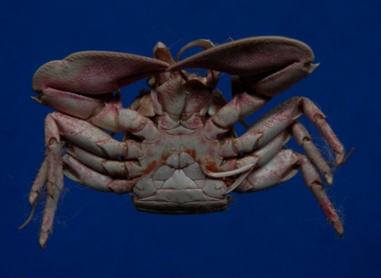 Petrolisthes borradailei