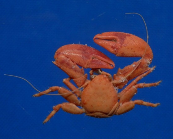 Petrolisthes hastatus