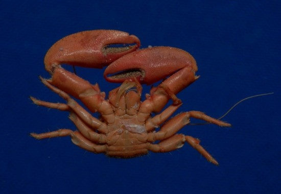 Petrolisthes hastatus