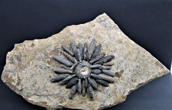 Reboulicidaris rebouli 0