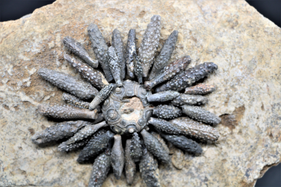 Reboulicidaris rebouli 2 0