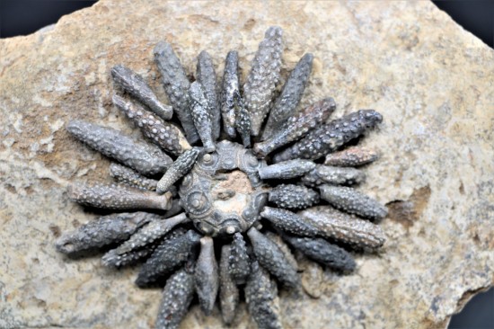 Reboulicidaris rebouli 2