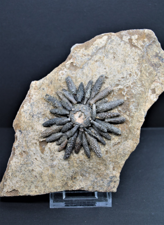 Reboulicidaris rebouli 3 0