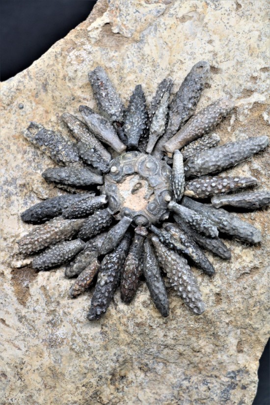 Reboulicidaris rebouli 4