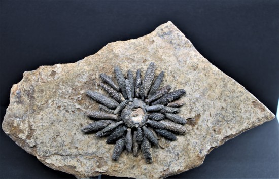 Reboulicidaris rebouli