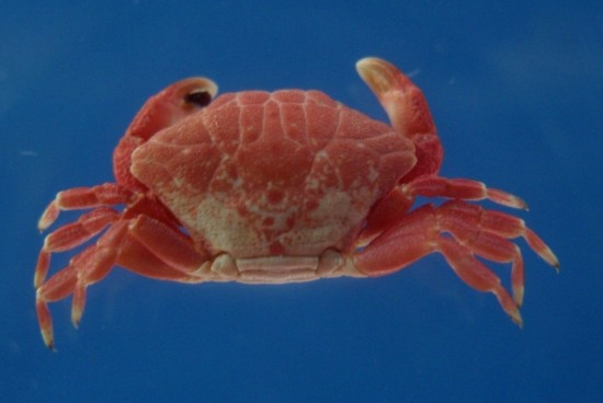 Liomera aff. tristis