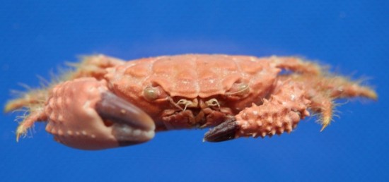 Paraxanthias notatus