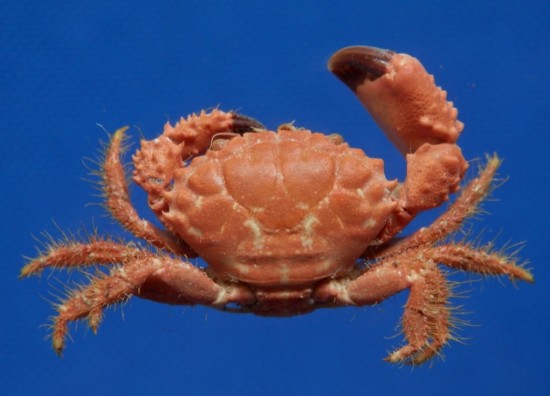 Paraxanthias notatus