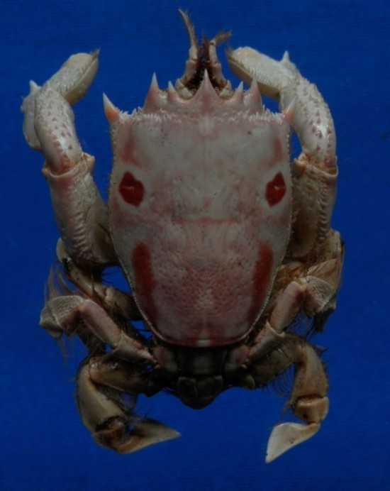 Notopus dorsipes