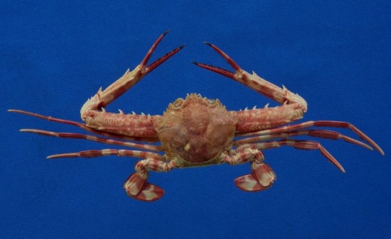 Lupocyclus rotundatus