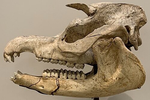 Tapirusmegatapirusaugustusskullcropped 0