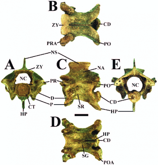 Terminology of snake vertebrae used in this study following auffenberg 1963 laduke 0