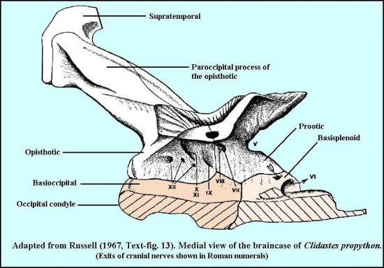 Textfig 13braincase 0