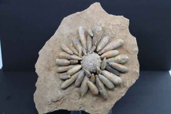 Tylocidaris clavigera 0