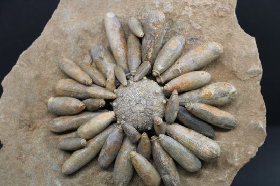 Tylocidaris clavigera 2 0